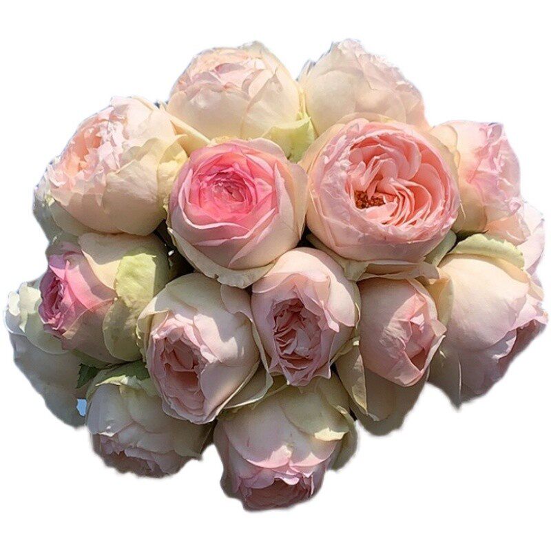 蒙娜丽莎月季 肯尼亚新品切花玫瑰庭院阳台绿植花苗多季开花小苗