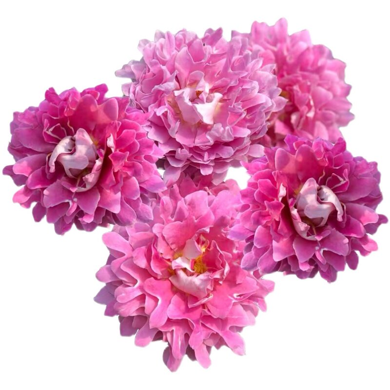 梦幻褶边 月季扦插花苗波浪花边阳台庭院盆栽绿植花卉苗