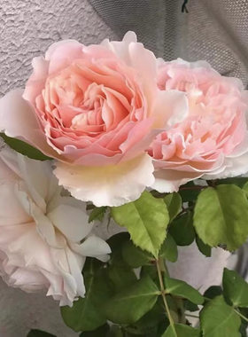 浪漫绯句/浪漫俳句Haiku Romantika灌木浓香多头多季大花月季小苗