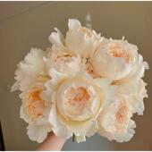 奶油伊芙欧月法国月季 直立四季 大花强香抗病玫瑰花苗