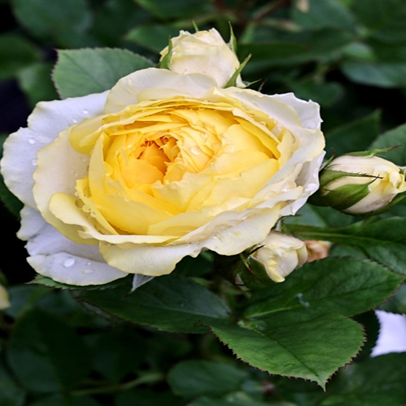 贝壳月季花苗黄色月季大花香味适合阳台盆栽月季小苗