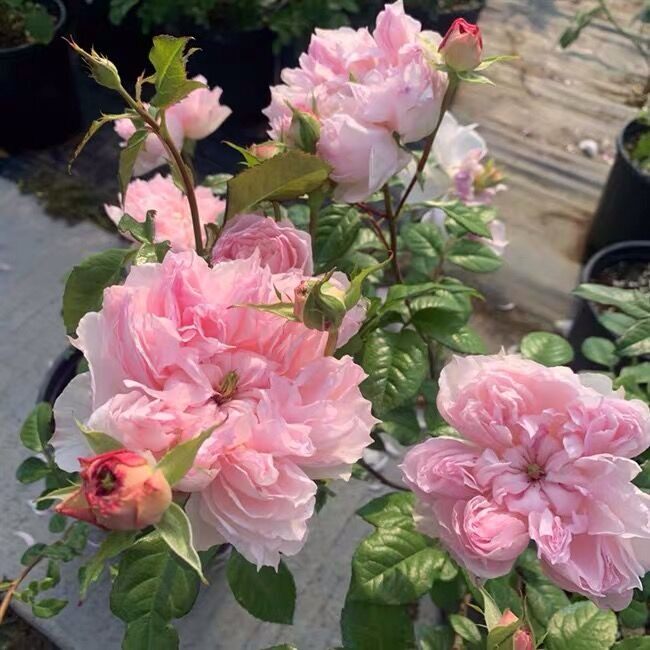 新品欧月蝶之舞 灌木多花盆栽 开花月季花阳台庭院花卉