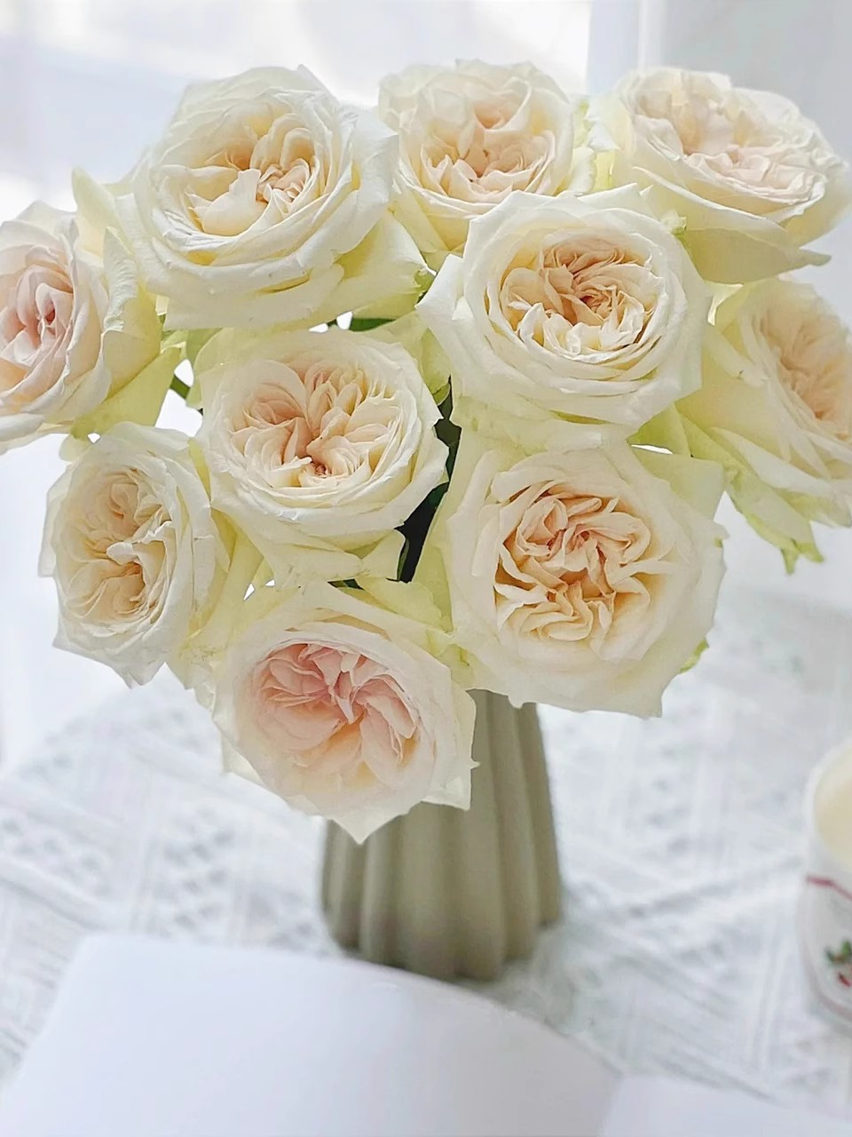 白荔枝扦插苗 切花玫瑰花苗 果香浓香 勤花大花月季 绿植盆栽