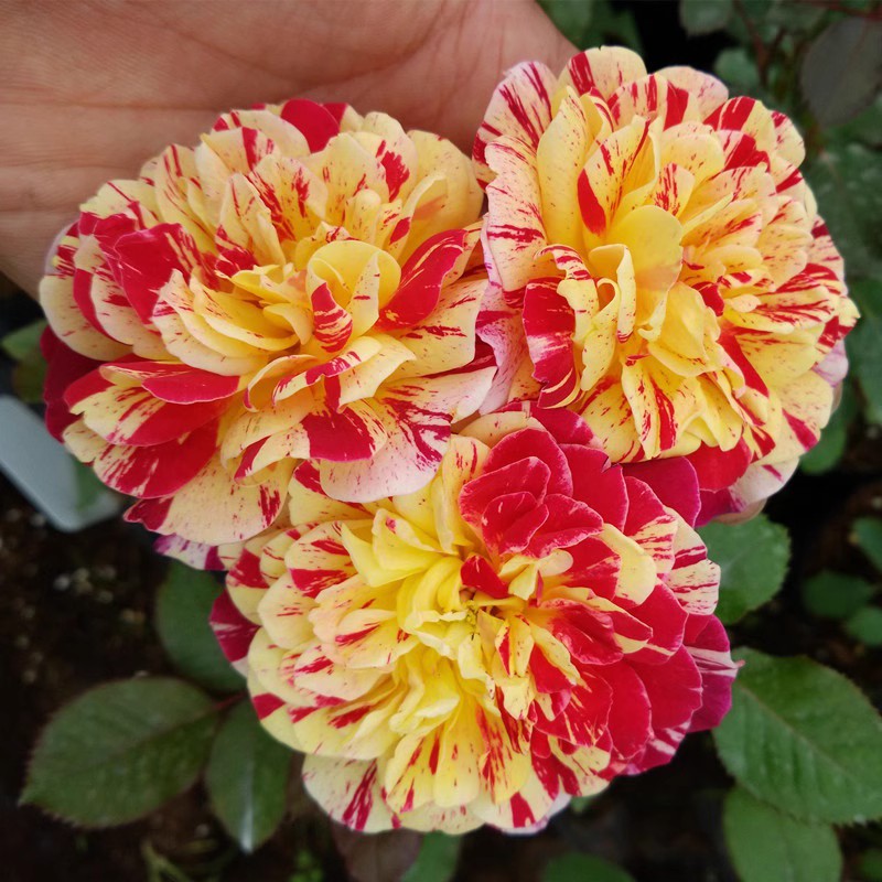 全美魔术 条纹系列多花灌木月季花苗阳台庭院楼顶盆栽开花