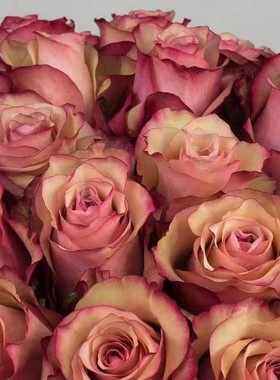 红酒月季花扦插花苗盆栽新品切花玫瑰花大花复古绿色到旧粉色渐变