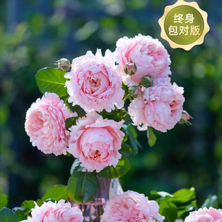 多头玫瑰花苗盆栽花卉