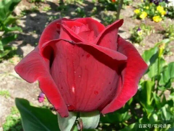 林肯先生 庭院阳台盆栽观花植物花卉 茶香月季花苗