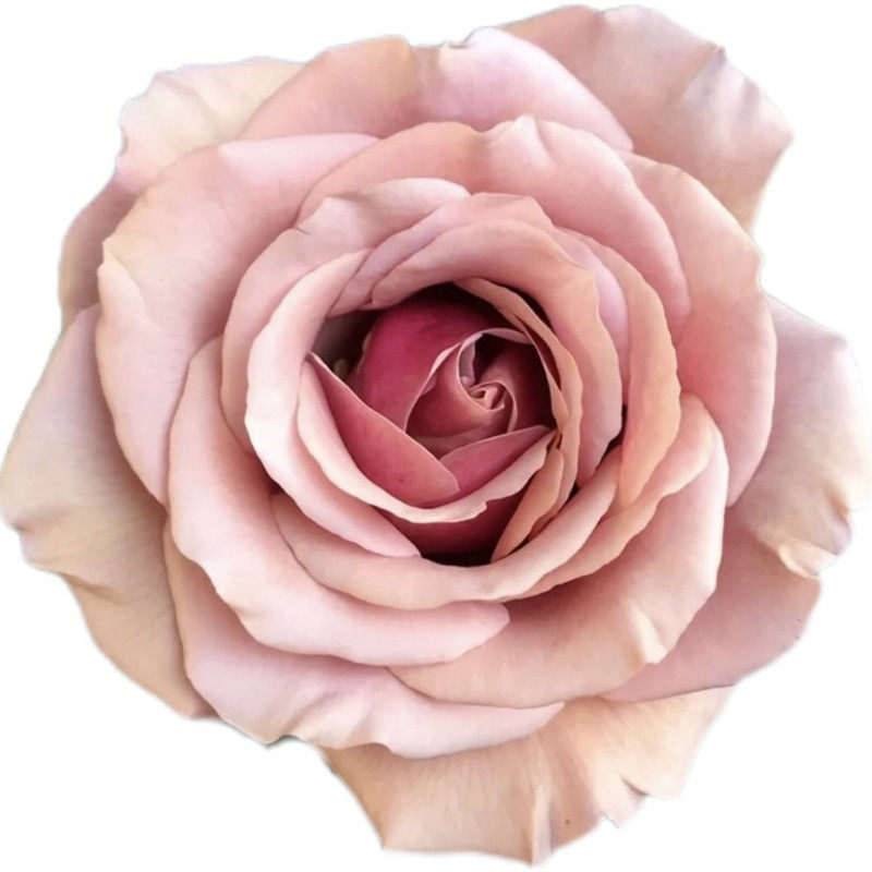 可可洛可(koko loco )复古风丰花月季巧克力色可可洛克月季小苗