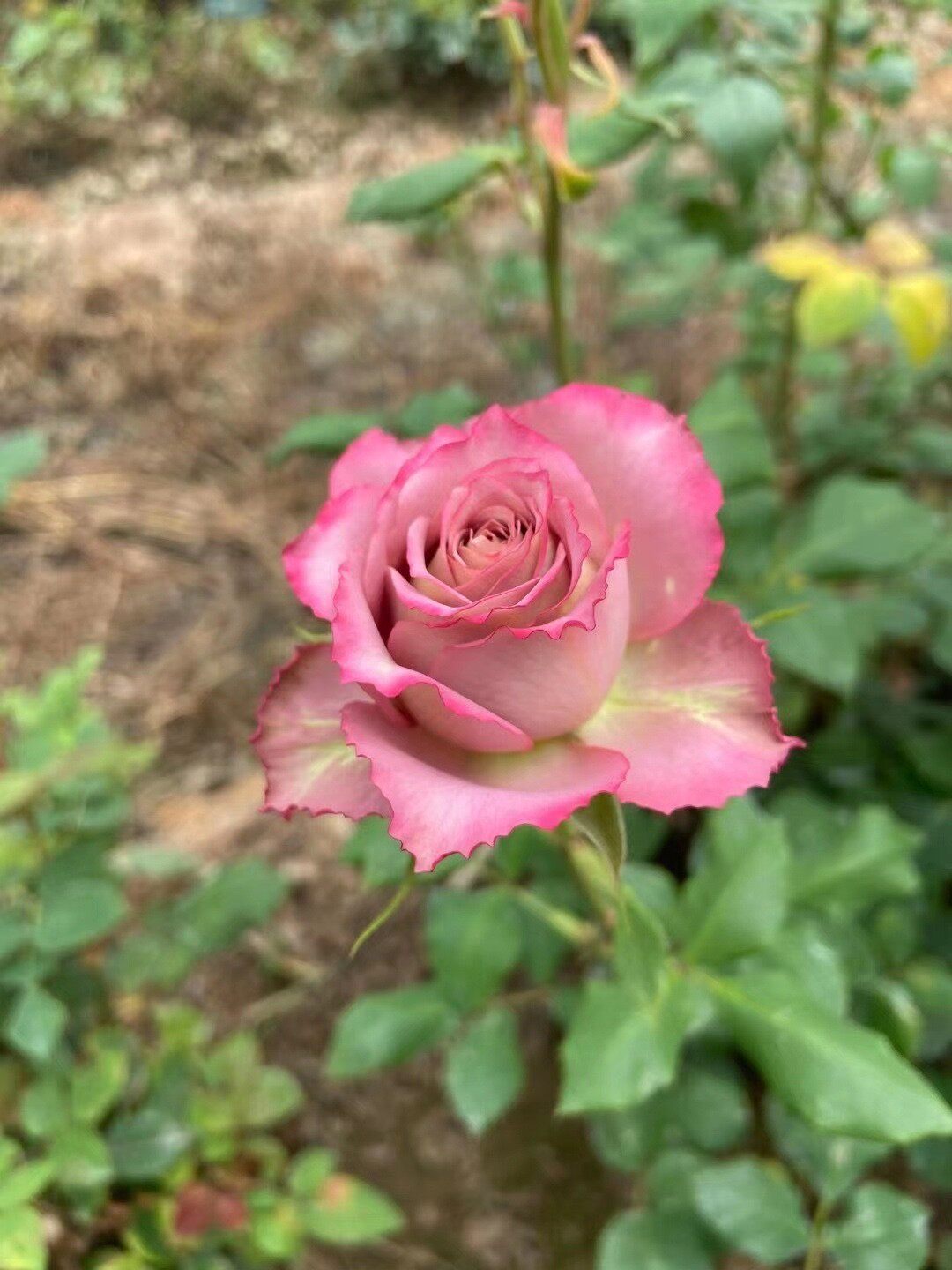 英伦节拍/清茶 日本月季 花苗复古色高级 丰花中香波浪阳台花卉