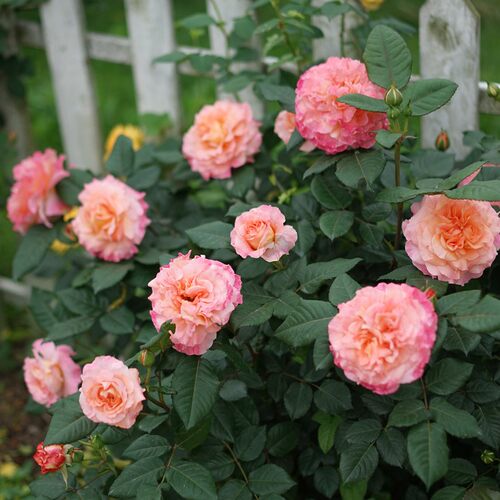 奥古斯塔路易斯 Augusta Luise欧洲月季花苗盆栽庭院浓香花卉欧月