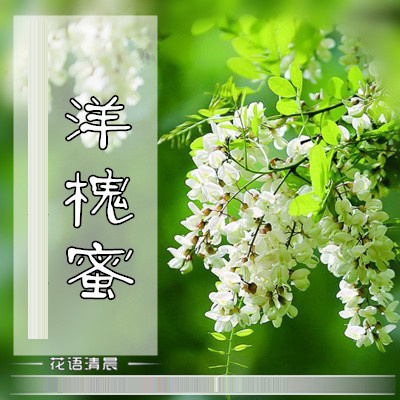 云门山野生 天然原生态蜂蜜 洋槐蜜槐花蜜500g