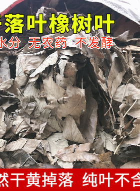 纯野生橡树叶 无土无农药 干枯橡树叶 自然干黄不发酵落叶 宠物橡