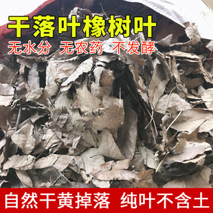 纯野生橡树叶 无土无农药 干枯橡树叶 自然干黄不发酵落叶 宠物橡