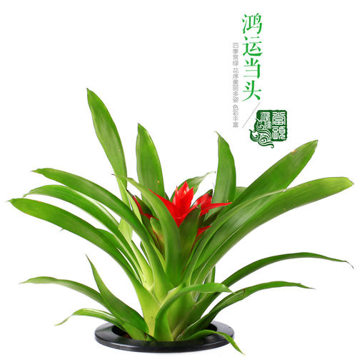 带花发货鸿运当头盆栽花卉绿植凤梨花苗小红星四季盆景植物