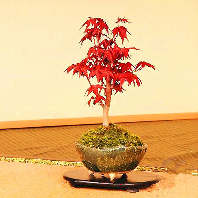 嫁接日本红枫树苗盆栽 盆景 美国红枫苗木 庭院种植绿化花卉植物