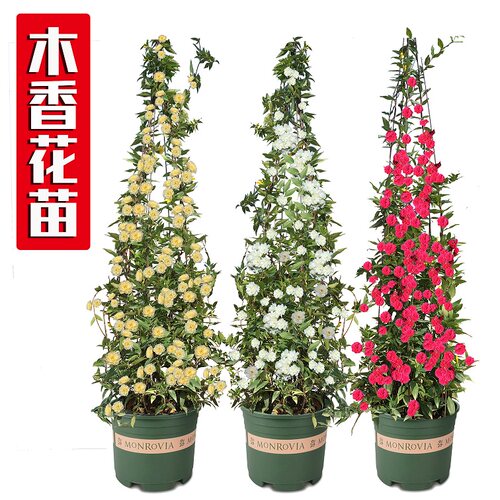盆栽黄花白花藤本木香花
