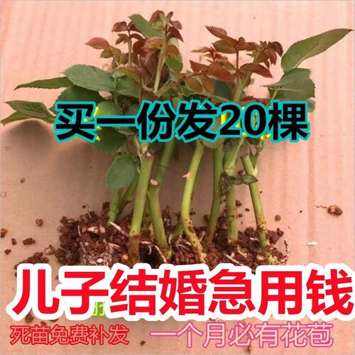 云南玫瑰月季花苗玫瑰小苗基地玫瑰花玫瑰苗盆栽四季室内室外开花