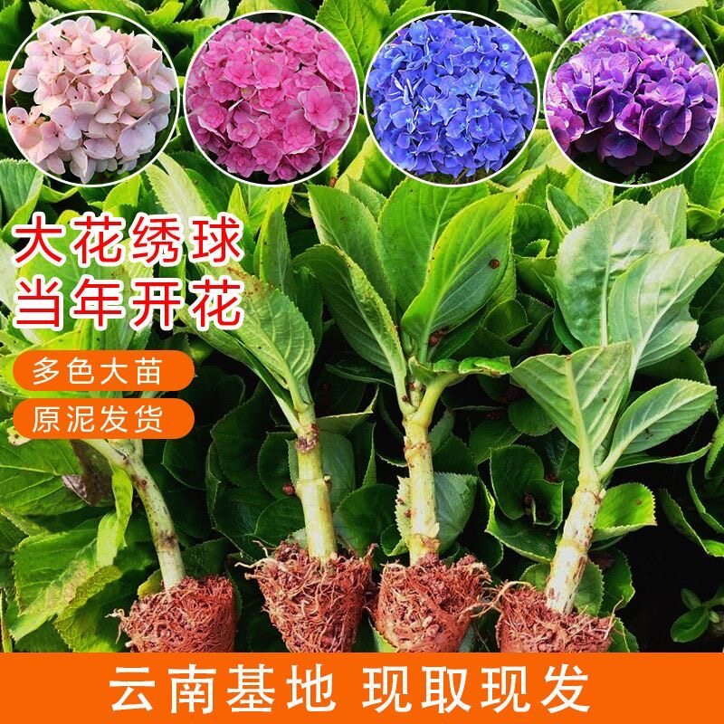 云南绣球花苗10颗基地直销阳台庭院无尽夏八仙花盆栽地栽耐寒