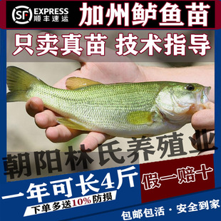 加州鲈鱼苗淡水养殖食用大口黑鲈路水库亚黑鱼鲫鱼凶猛观赏鲈鱼苗