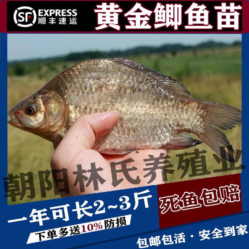 鲫鱼鱼苗大版黄金中科工程湘云鲫土鲫鱼苗淡水养殖食用活体草鱼苗