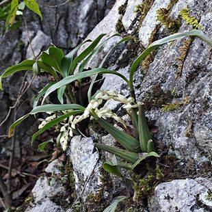 云南新鲜现采石橄榄石斛石橄榄煲汤石仙桃双叶大中小果批发四季