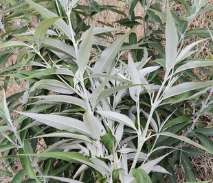 云南纯天然新鲜白背枫 独叶埔姜 驳骨丹 白花洋泡