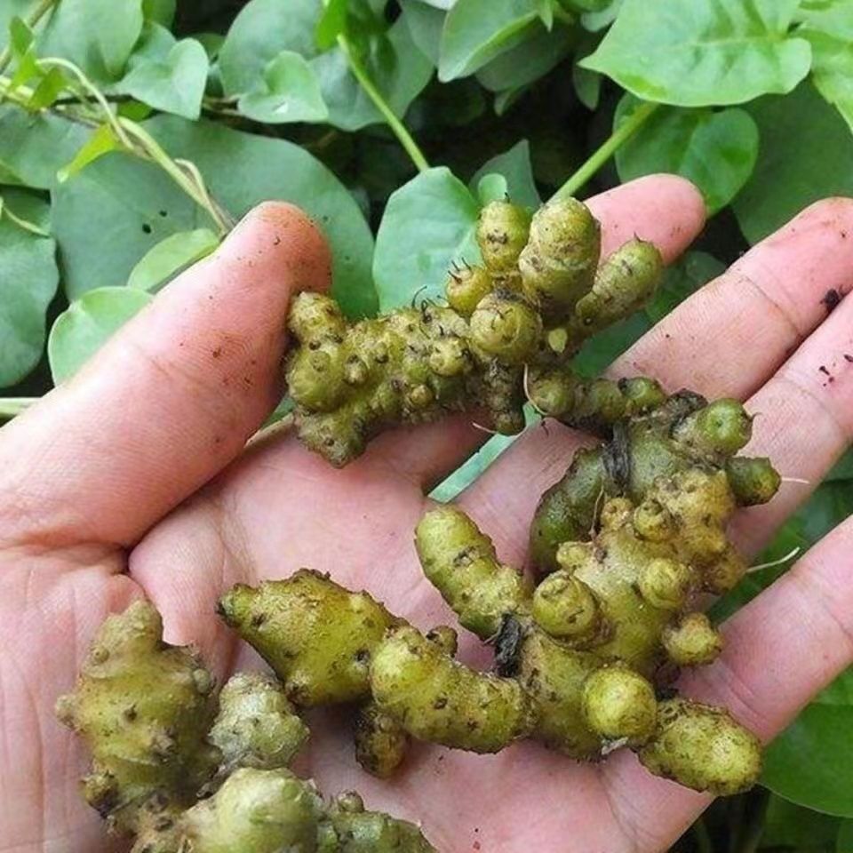 云南纯天然藤三七植物苗盆栽室内绿植川七块根食用家养爬藤绿化苗