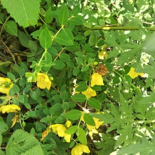 云南纯天然新鲜中草药材打破碗花打网花茶新鲜纯天然特级中草药材