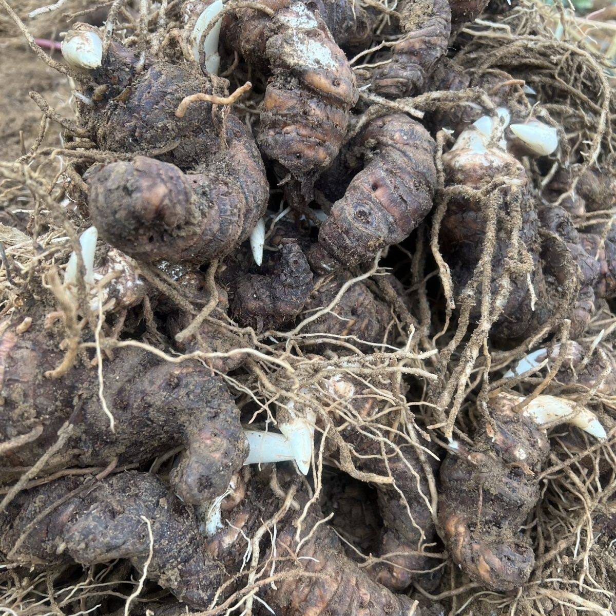 云南正宗高山种植重楼七叶一枝花现挖现发带根带芽新鲜可栽培