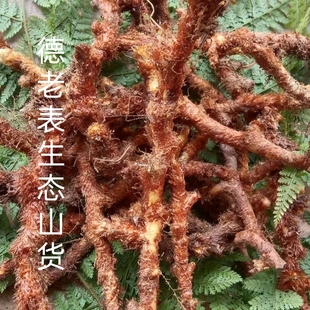 云南正宗野生新鲜骨碎补深山毛姜爬岩姜石岩接骨过山龙中药材