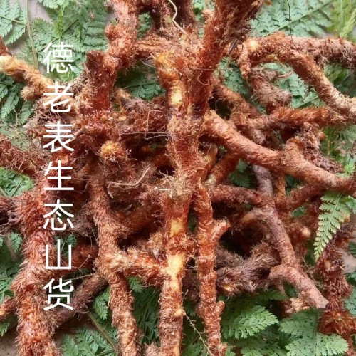 云南正宗野生新鲜骨碎补深山毛姜爬岩姜石岩接骨过山龙中药材