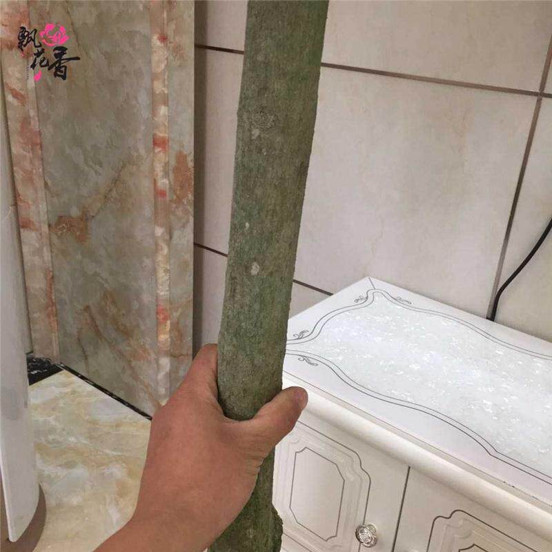 大幸福树安树平盆绿植观叶景植物客ipk厅盆栽