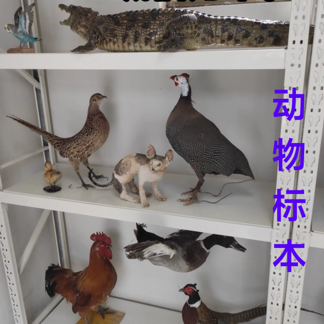 教学标本大公鸡模型鸽子鸡鸭标本 鹅 动物孔雀真羽毛山鸡家禽标本,特色手工艺,其他特色工艺品,淘宝优惠券,粉丝福利购,淘宝优惠卷