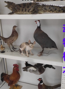 教学标本公鸡模型鸽子鸡鸭标本鹅动物孔雀真羽毛山鸡家禽牛羊马猫