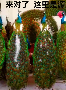 孔雀标本天然摆件仿真底座白孔雀