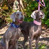 狗项圈围脖牵引绳小型中大型犬结实防爆冲可调节挂牌遛狗绳子