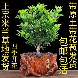 带花苞香水米兰花盆栽花卉植物四季 开花浓香好养老桩盆景驱蚊绿植