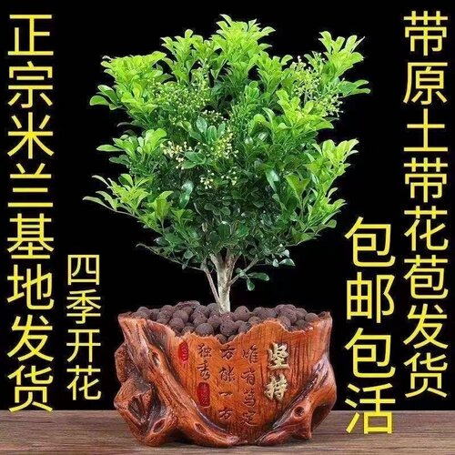 香水米兰四季开花室内室外