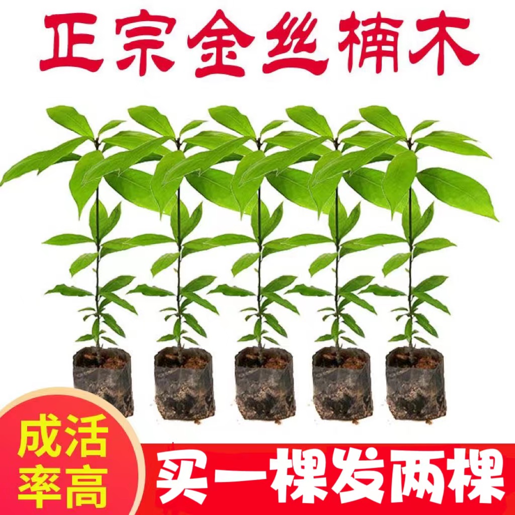 金丝楠木树苗四川正宗名贵苗木南北方庭院地栽盆栽珍稀小苗常绿