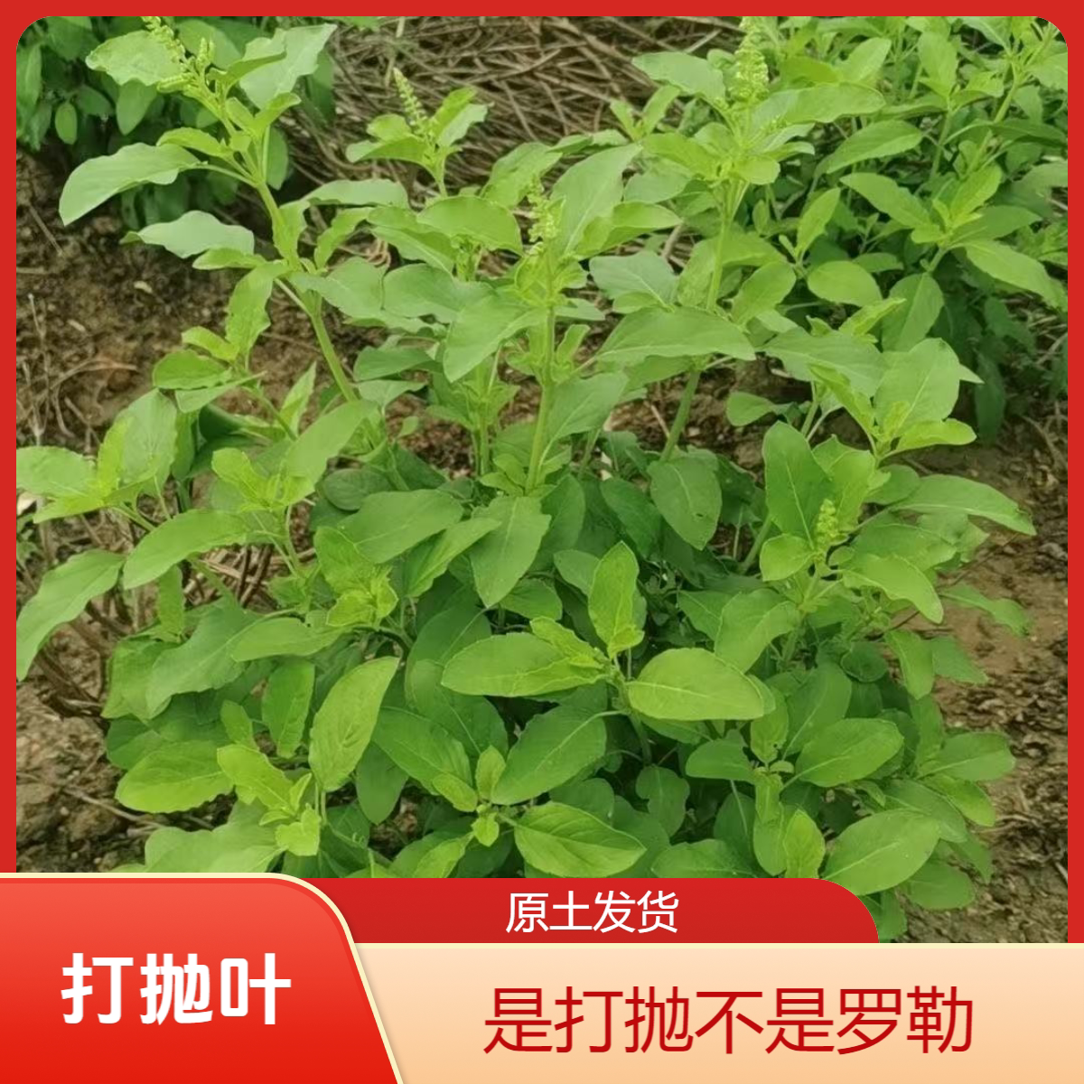 泰国盆栽抛叶塔猪肉配菜