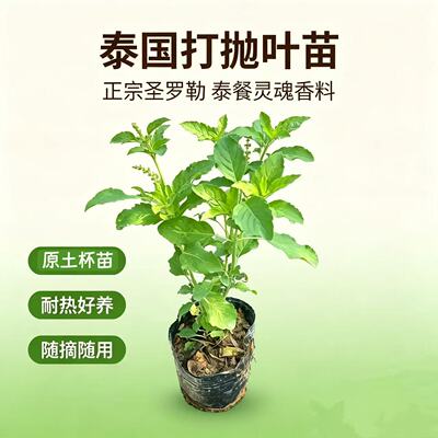 泰国打抛叶苗阳台绿植可食用单株原土杯苗耐热好养新手