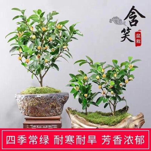浓香型室内阳台含笑花苗