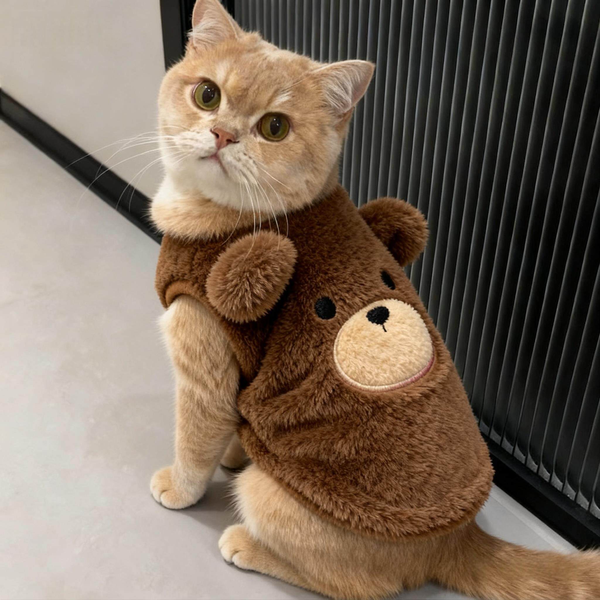 小猫咪衣服秋冬保暖加绒卫衣银渐层布偶英短防掉毛小型犬可爱背心