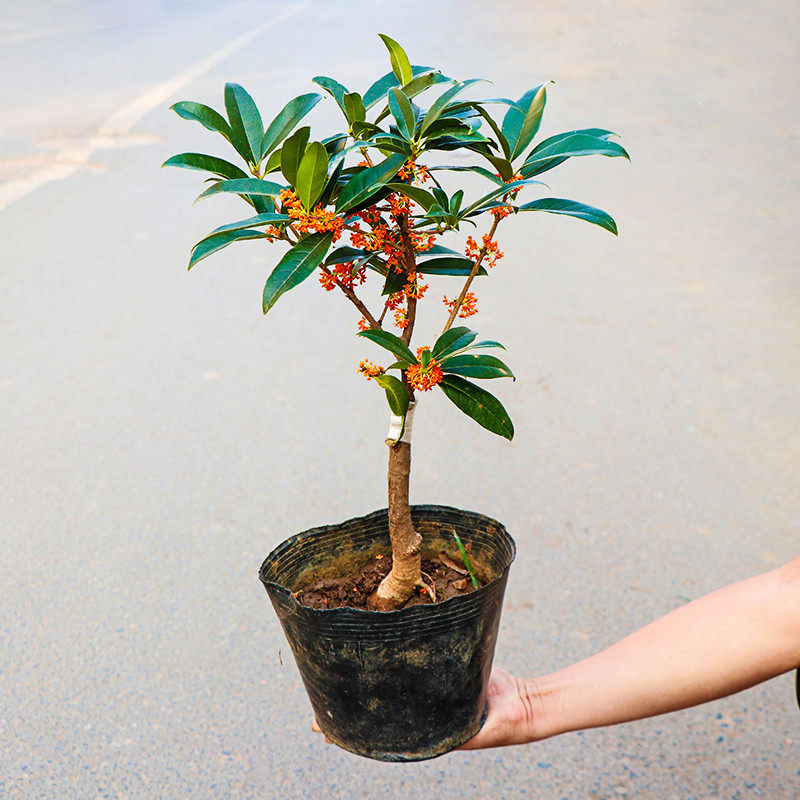 四季桂花树苗嫁接盆栽植物阳台花桂花