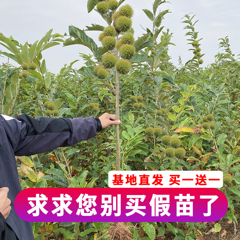 板栗树用什么树嫁接,板栗在什么树上嫁接,麻栗树可以嫁接板栗吗_大山谷图库