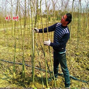 拆迁占地苗工程绿化苗庭院行道树苗朴树苗 朴树树苗 朴树小苗