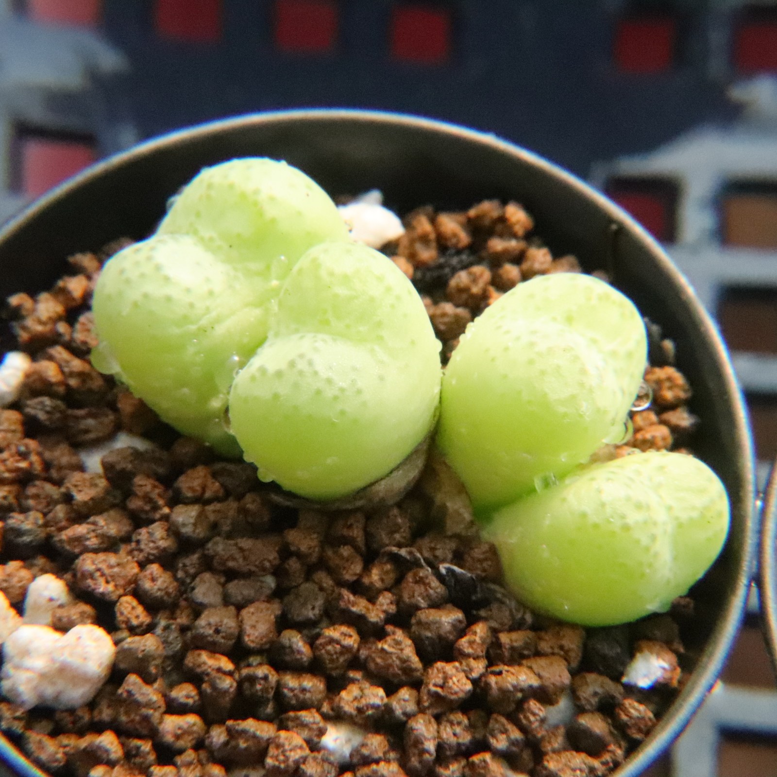 8.2更新 夏日特价 毛汉尼 超墨小群生肉锥多肉植物一物一拍带盆发