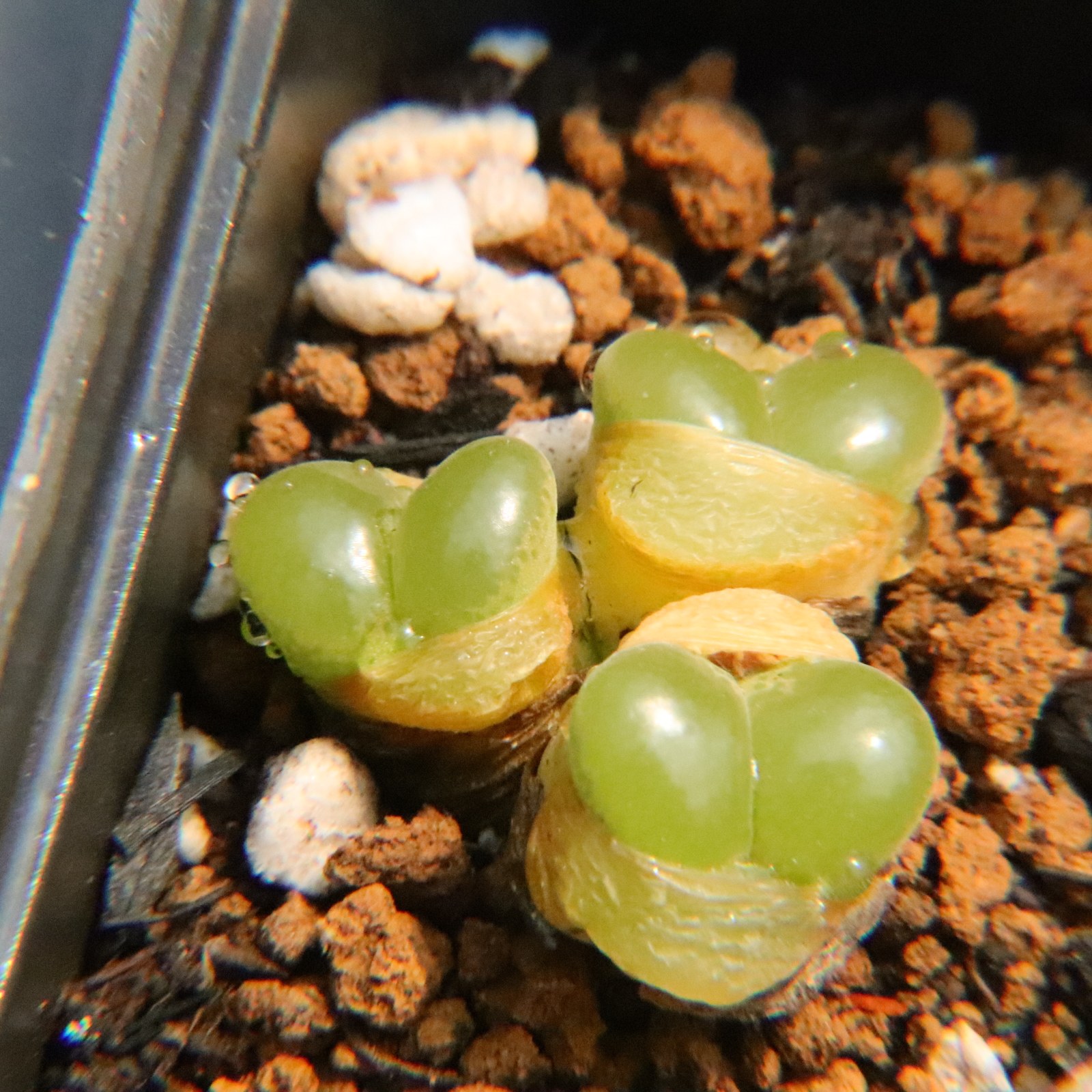 4.30更新群生小风铃玉 极窗安格尼斯 多肉植物肉锥番杏科一物一拍