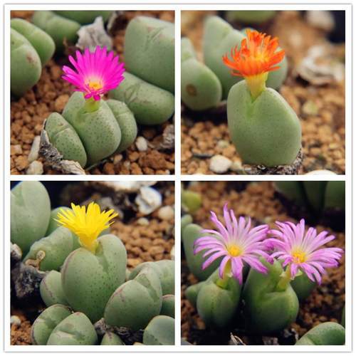 少将集合红嘴龙猫朱乐殿一物一拍