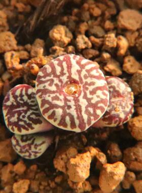 RR714 超墨】一物一拍 超级墨小锤 精品肉锥 已蜕好皮 考拉农场